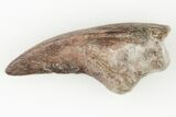 Exceptional Fossil Dimetrodon Claw - Texas #197354-1